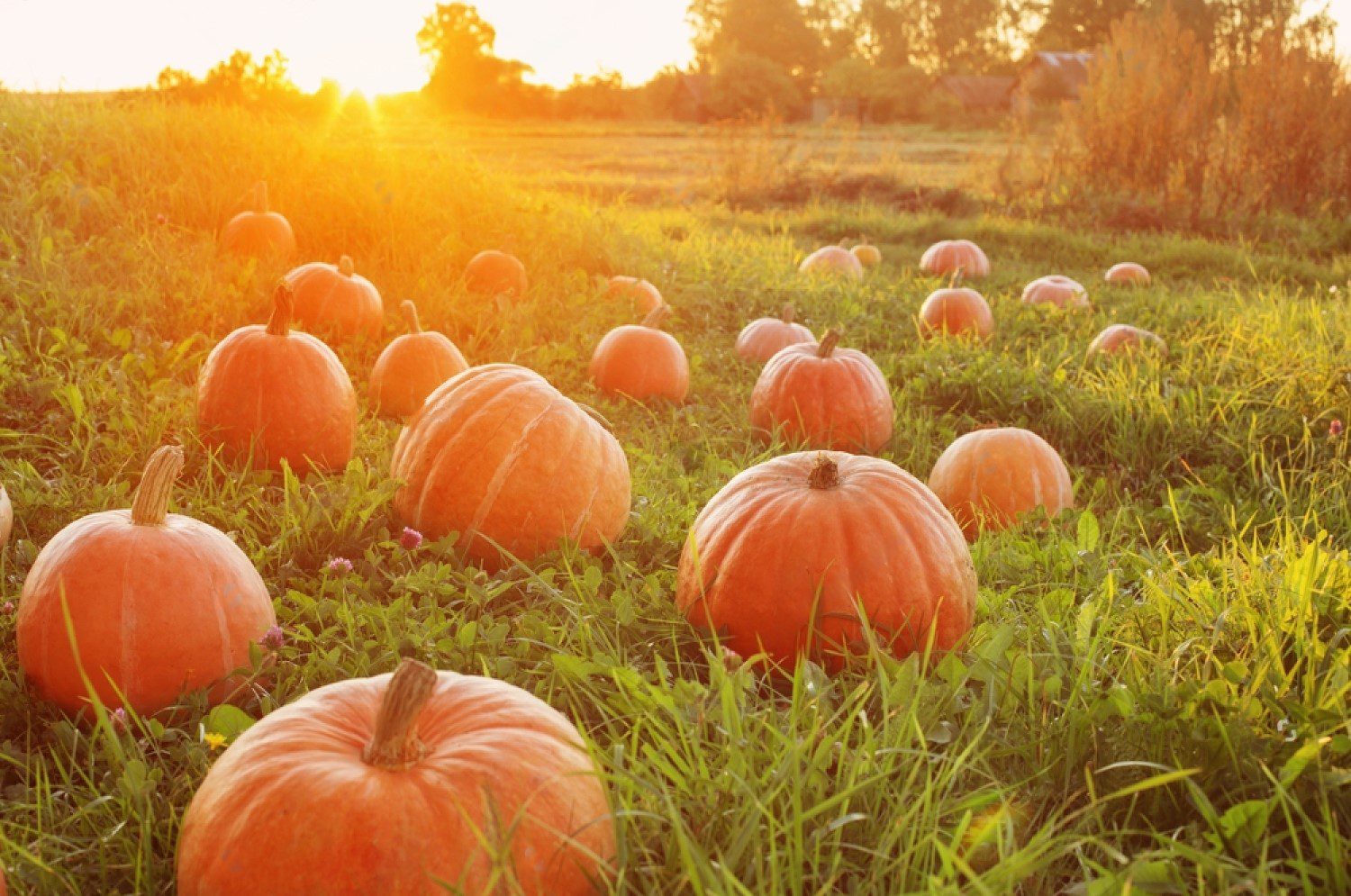 october pumpkin on a field